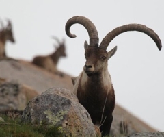 La Reserva de Gredos subastará 95 lotes de caza de macho de cabra montés